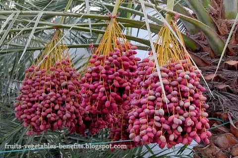 تصویر 1 از خرما پیارم عسلی بافتی نرم و لطیف